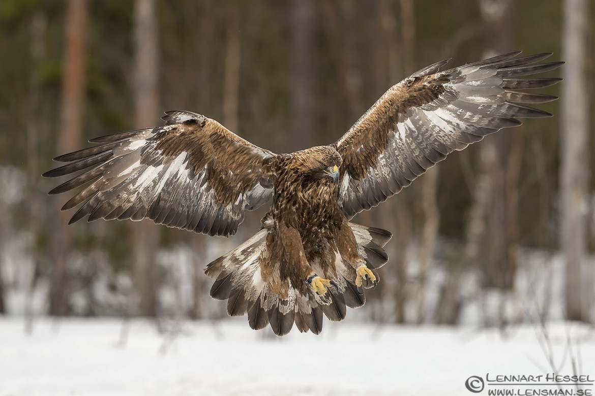 Male Golden Eagle in Kalvträsk