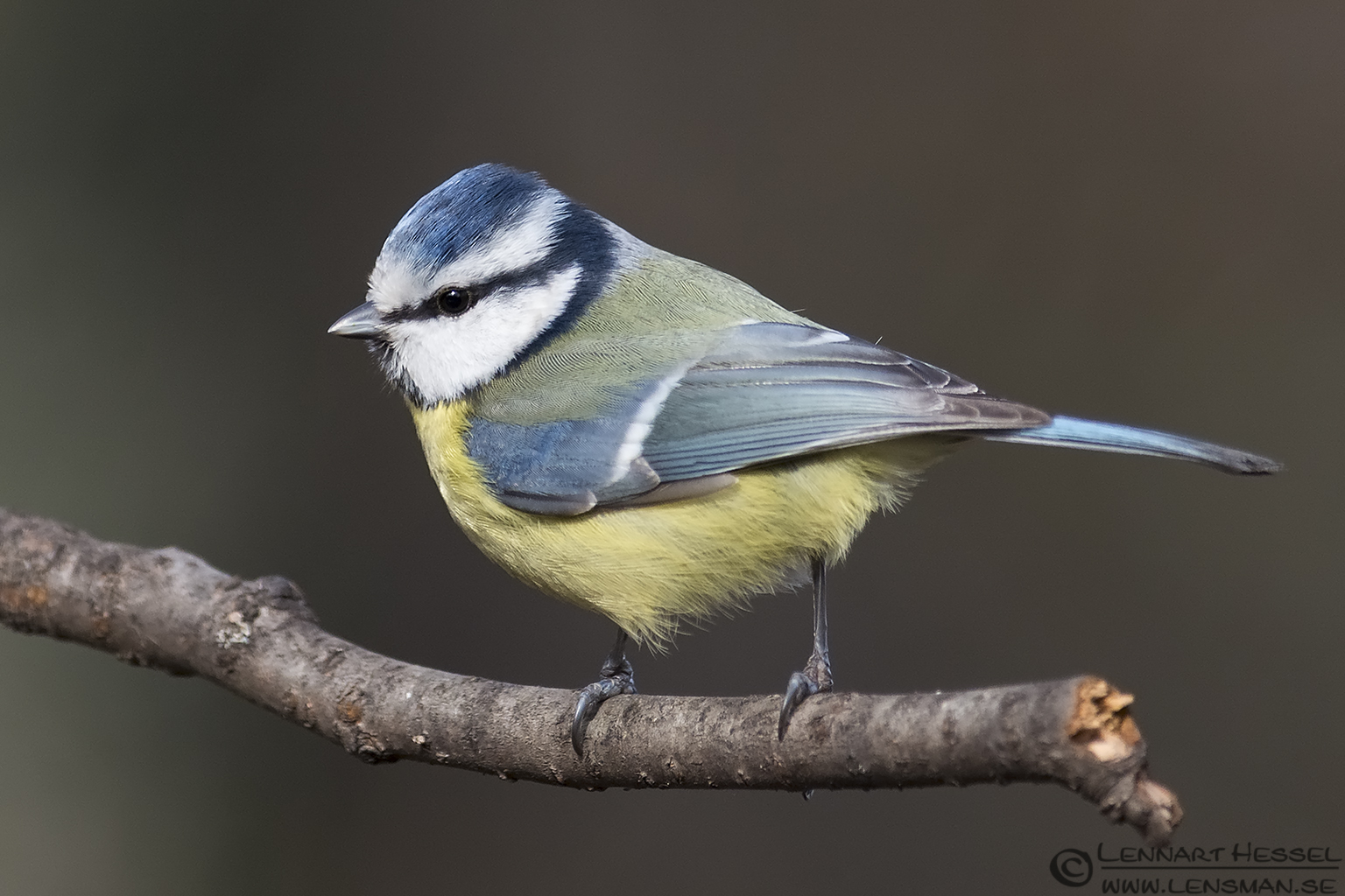 130208 Blue Tit Eureopean Blue Tit in Hungary