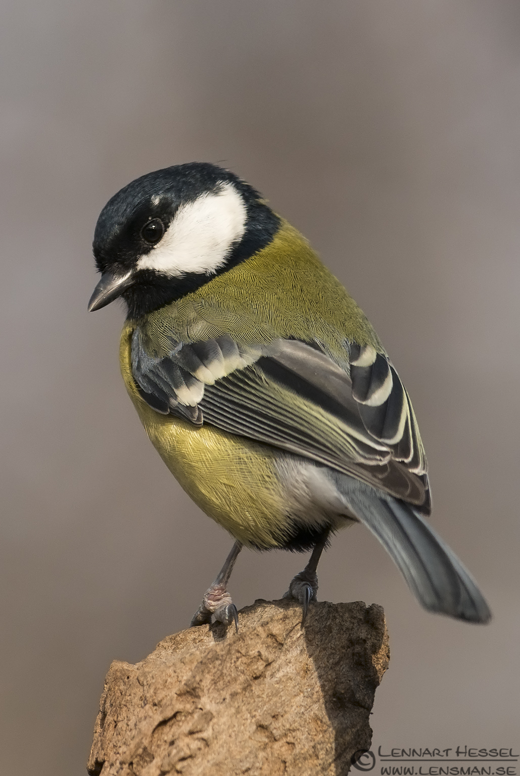 130208 Great Tit Great Tit in Hungary