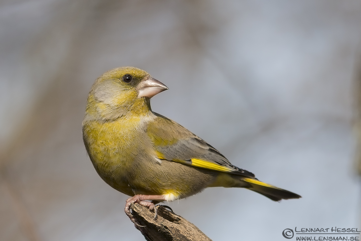 130208 Greenfinch Greenfinch in Hungary