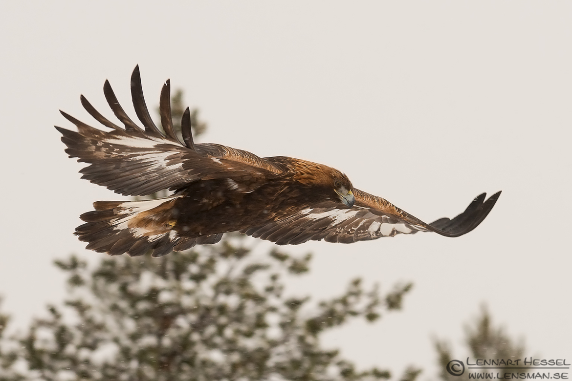 Female Golden Eagle flying