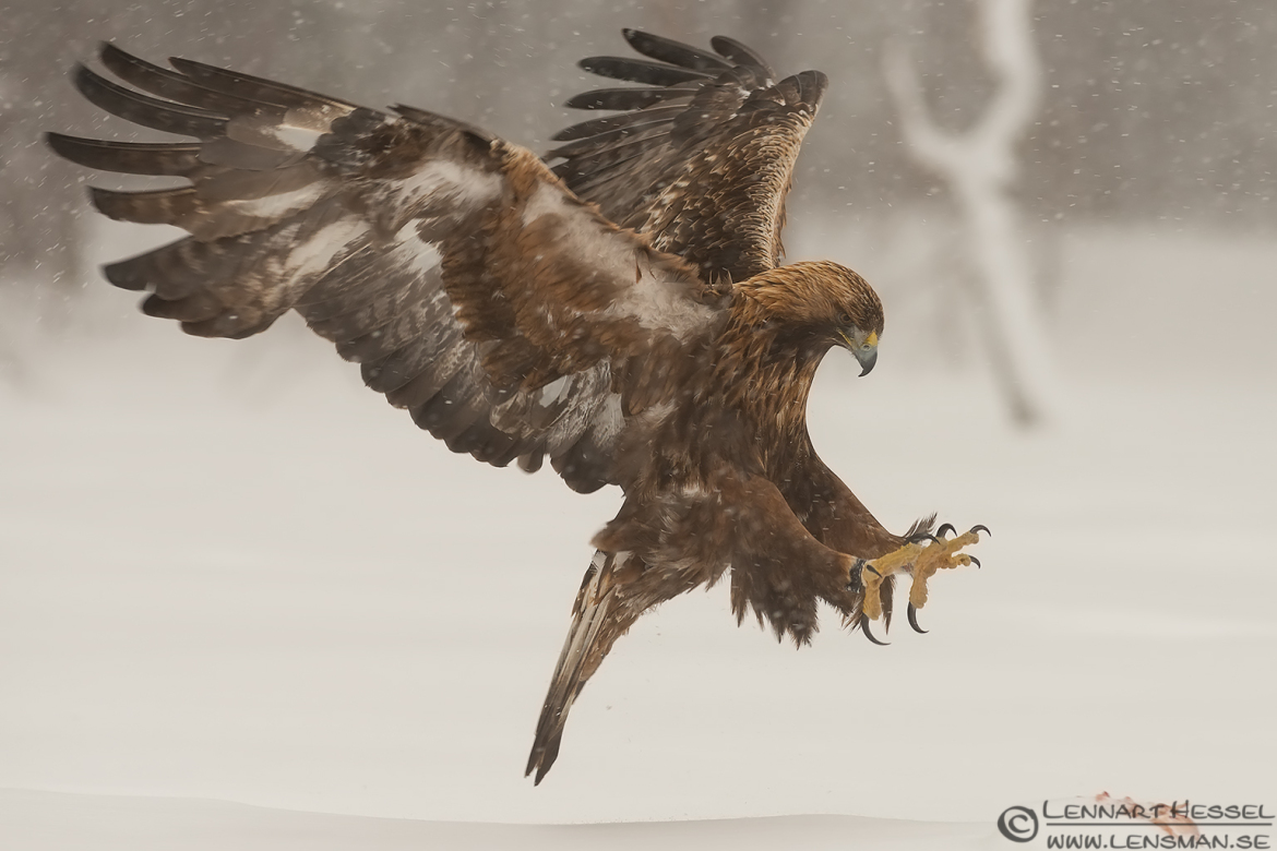 Male Golden Eagle landing wilderness
