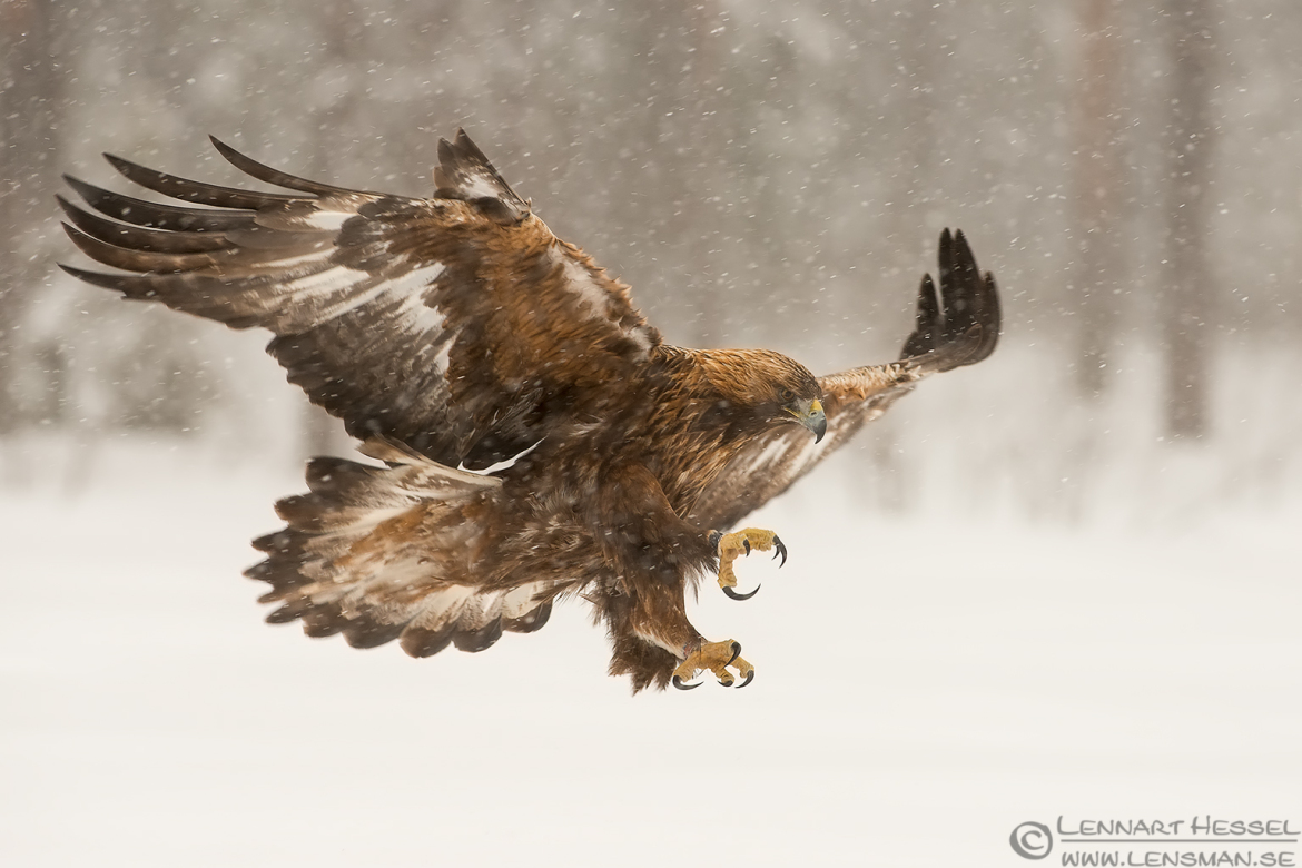 Male Golden Eagle landing in the wilderness image