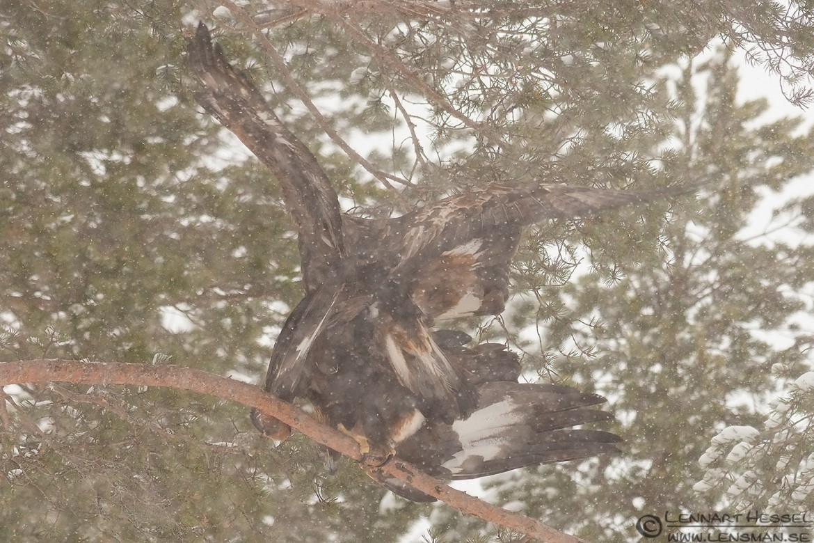 Golden Eagle mating