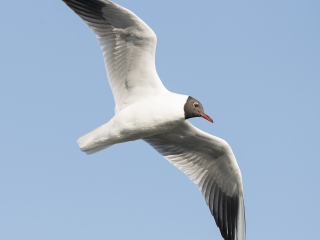 130316 Black-headed Gull flying Black-headed Gull in Gothenburg