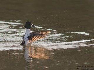 130316 Common Goldeneye flapping Common Goldeneye in Gothenburg
