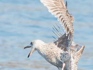 130316 European Herring Gull European Herring Gull in Gothenburg