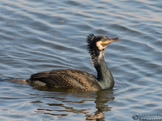 130316 Great Cormorant Great Cormorant in Gothenburg