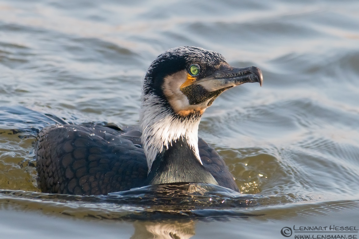 Great Cormorant in Gothenburg