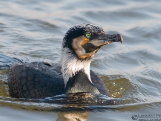 130316 Great Cormorant close up Great Cormorant in Gothenburg