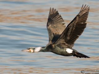 130316 Great Cormorant flying Great Cormorant flying in Gothenburg