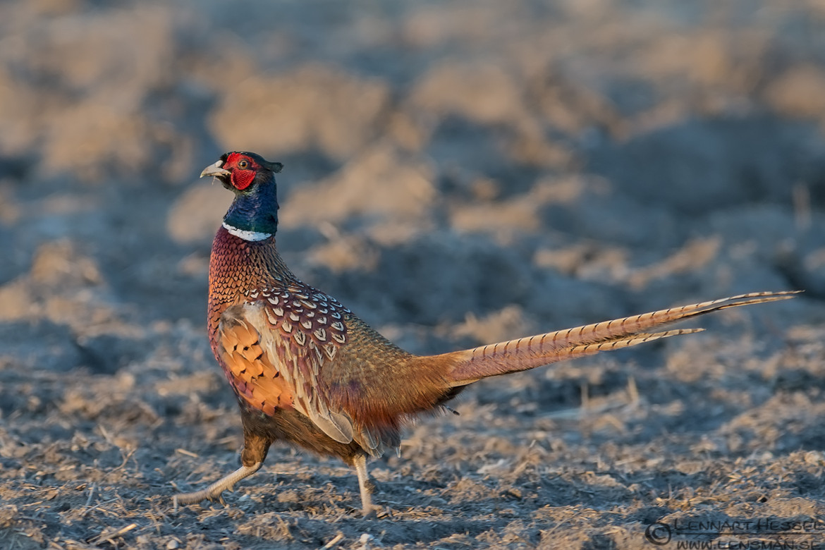 Common Pheasant Eastern
