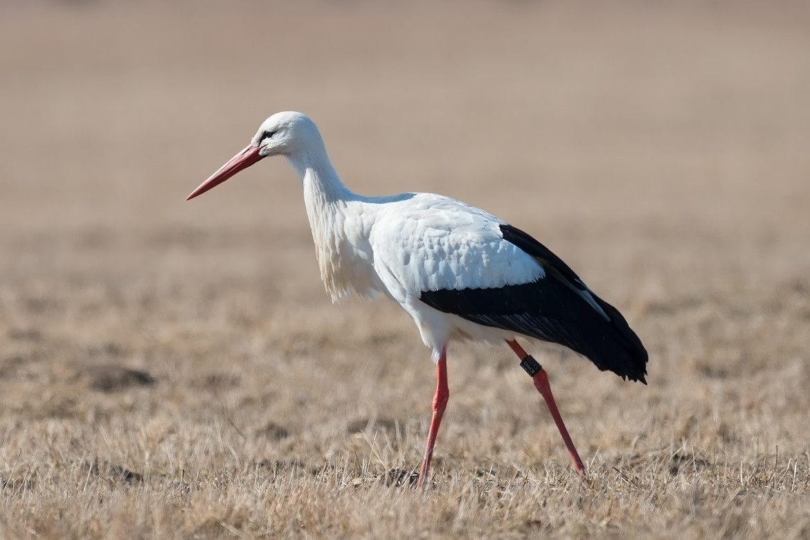 White Stork Eastern