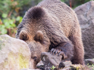 130413 Brown Bear investigating Brown Bear investigating Transylvania, Romania