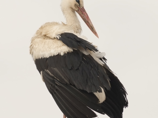 130413 White Stork White Stork Transylvania, Romania