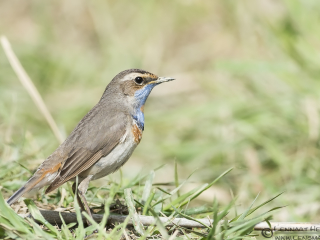 130414-Bluethroat Bluethroat in Romania