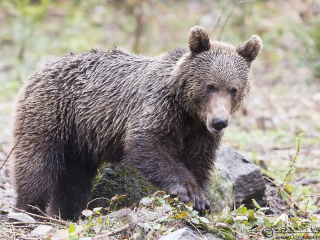 130414 Brown Bear investigating Investigating Brown Bear in Romania