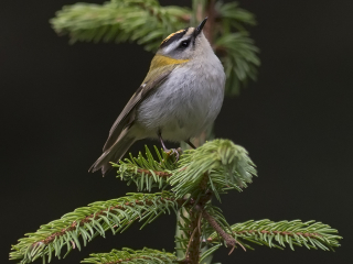 130415 Firecrest Firecrest in Romania
