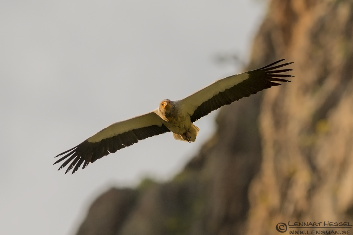 Egyptian Vulture from Bulgaria Vultures workshop