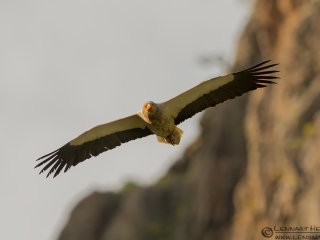 Egyptian Vulture from Bulgaria Vulture workshop