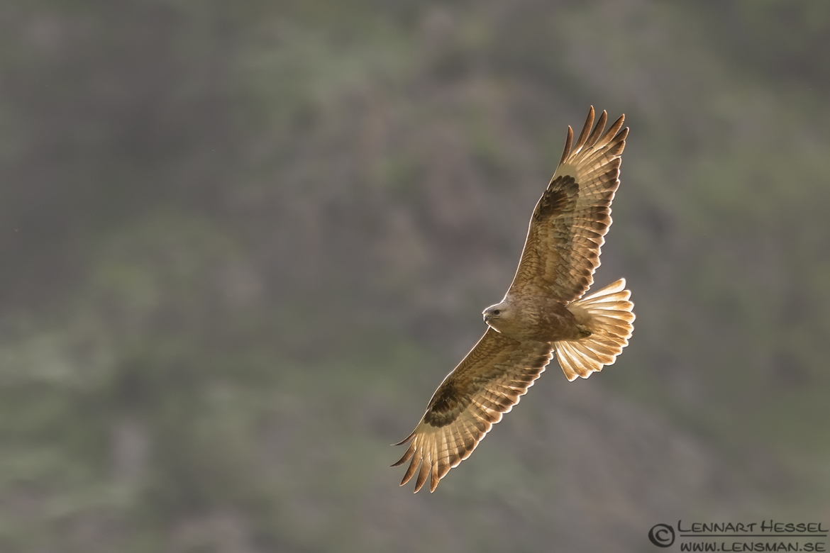 Long-legged Buzzard from Bulgaria Vultures workshop