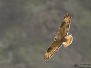 Long-legged Buzzard from Bulgaria Vulture workshop