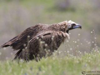 Cinereous Vulture from Bulgaria Vulture workshop