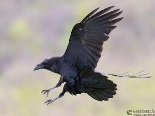 Common Raven from Bulgaria Vulture workshop