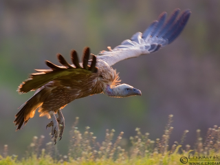 Griffon Vulture from Bulgaria Vulture workshop