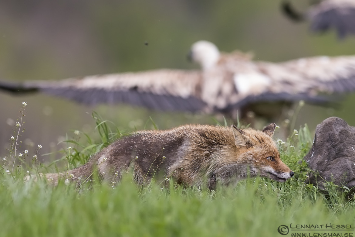 Red Fox and Griffon Vulture from Bulgaria Vulture workshop