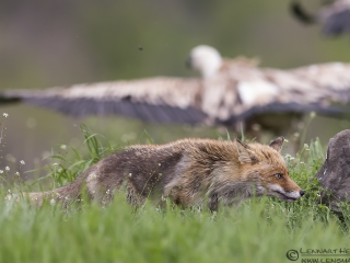 Red Fox and Griffon Vulture from Bulgaria Vulture workshop