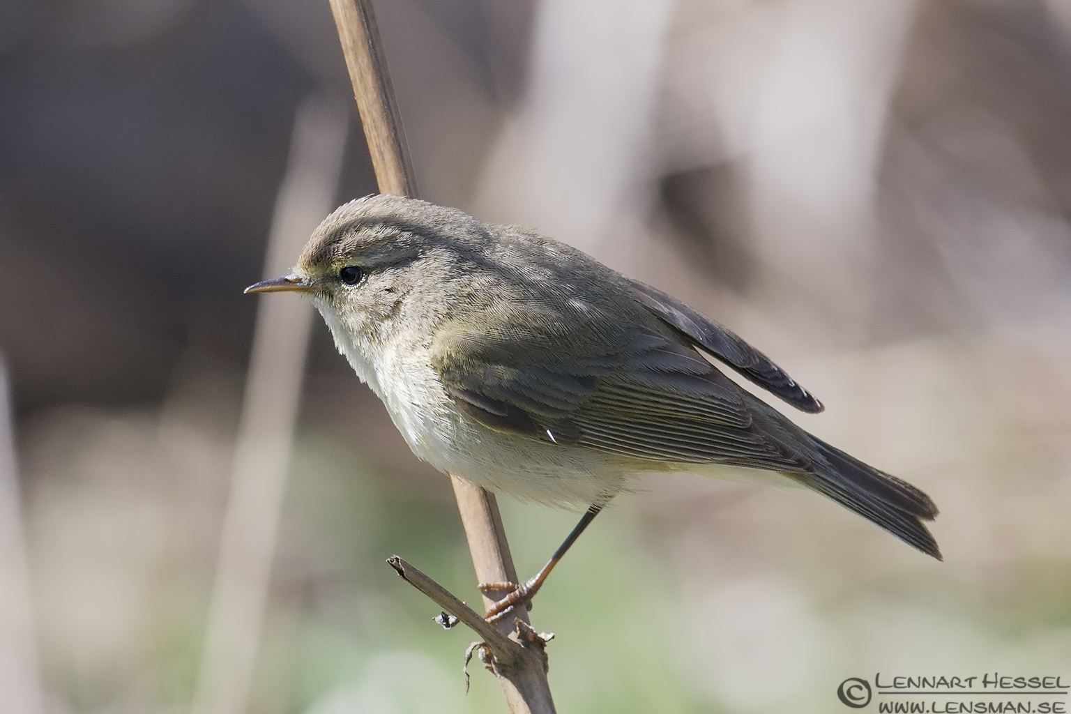 130505 Chiffchaff Chiffchaff, spring Gothenburg