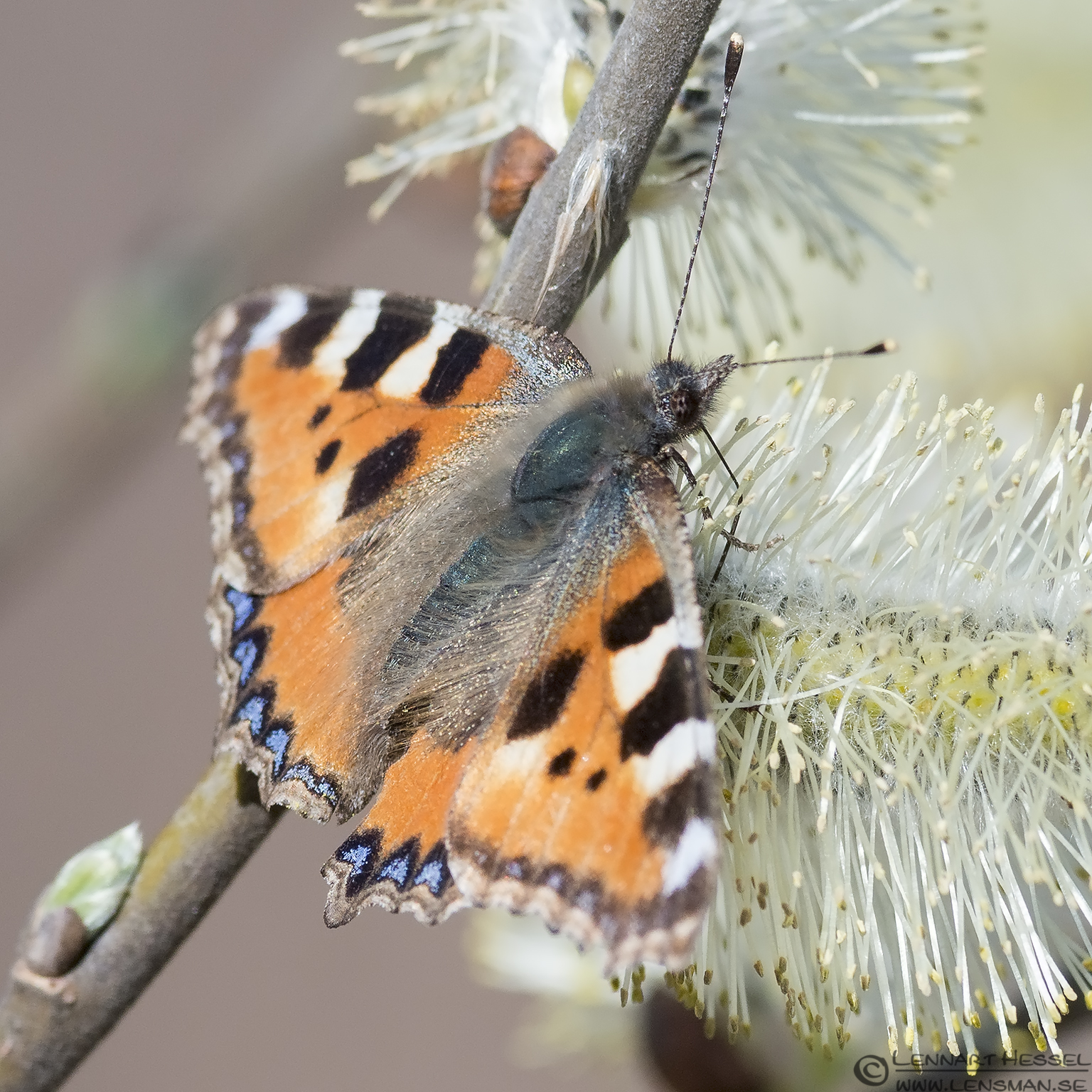130505 Small Tortoiseshell Small Tortoiseshell, spring Gothenburg