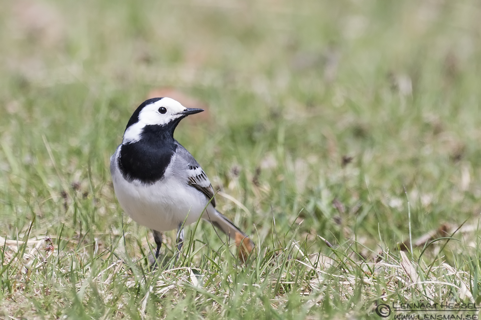 130506 White Wagtail White Wagtail Nimis