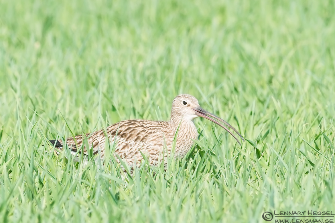 Eurasian Curlew Brantevik