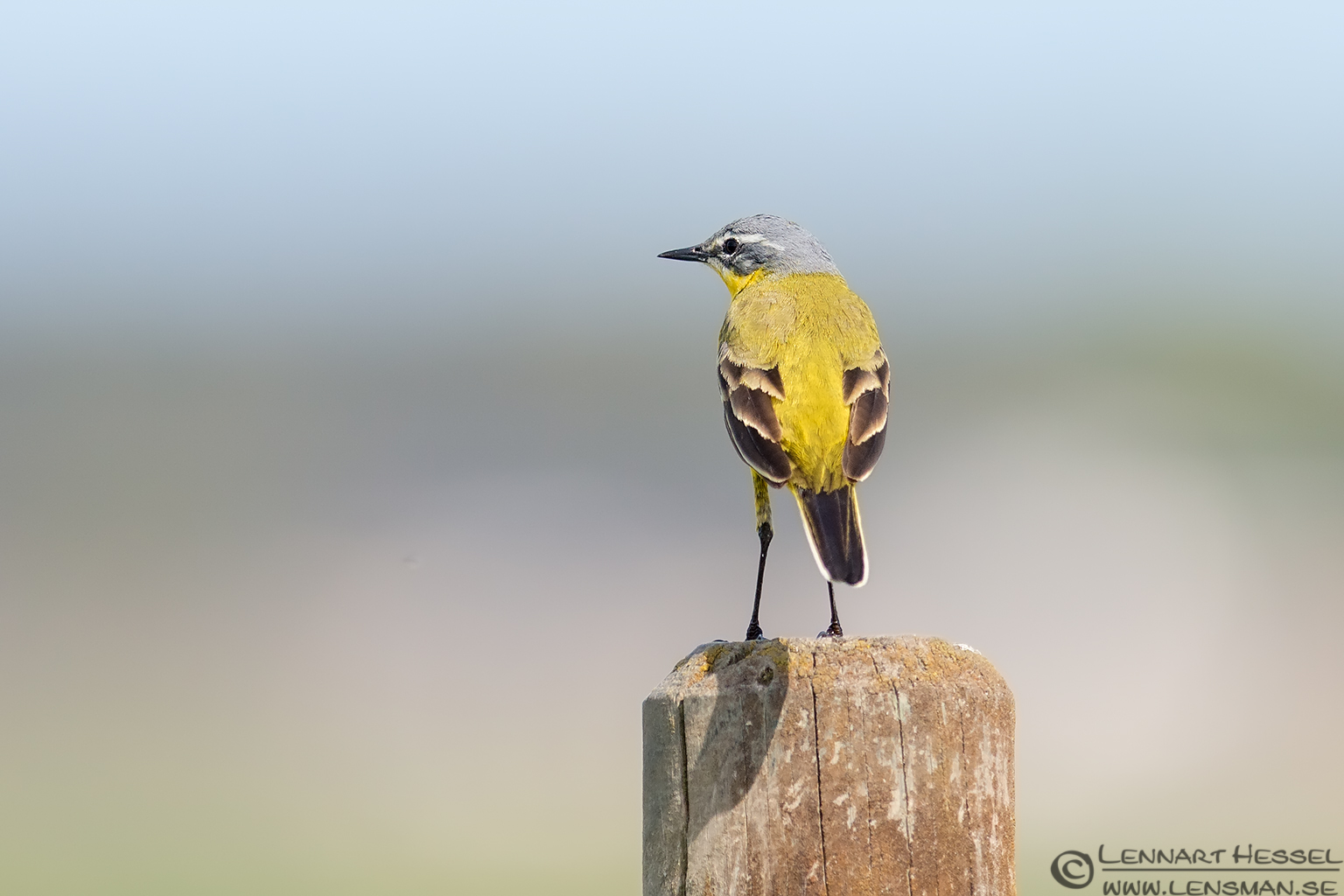 130507 Yellow Wagtail Yellow Wagtail Brantevik