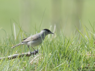 Blackcap Stenshuvud