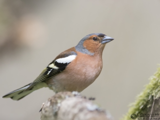 Chaffinch Stenshuvud