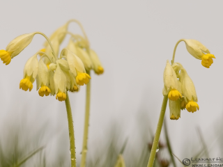 Common Cowslip photo from Br&ouml;sarp backar