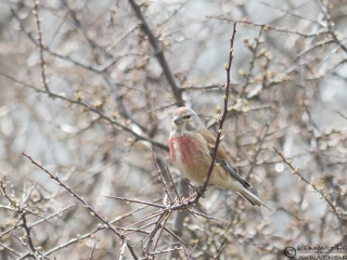 Common Linnet Stenshuvud