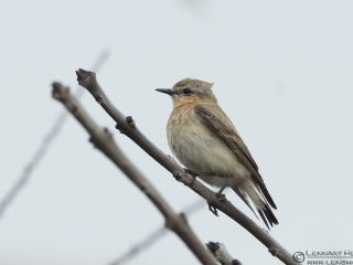 Common Redstart female Stenshuvud
