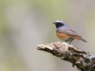 Common Redstart male Stenshuvud