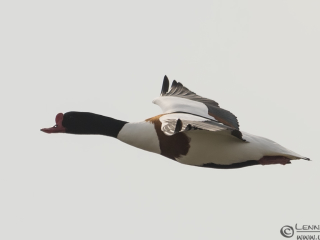 Common Shelduck Stenshuvud
