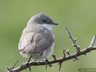 Lesser Whitethroat Stenshuvud