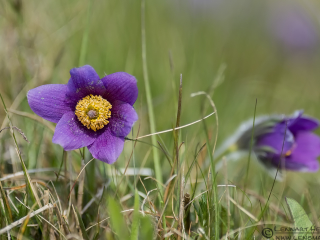 Pasque flower Stenshuvud