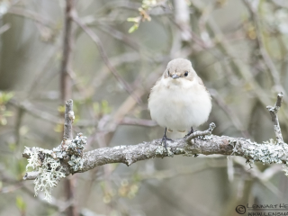 Pied Flycatcher Stenshuvud