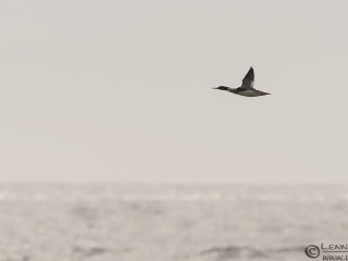 Red-breatsed Merganser Stenshuvud