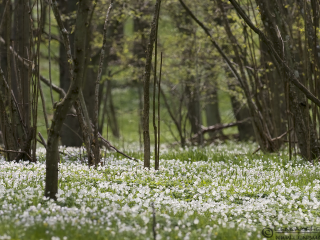 A carpet of Wood Anemone Stenshuvud