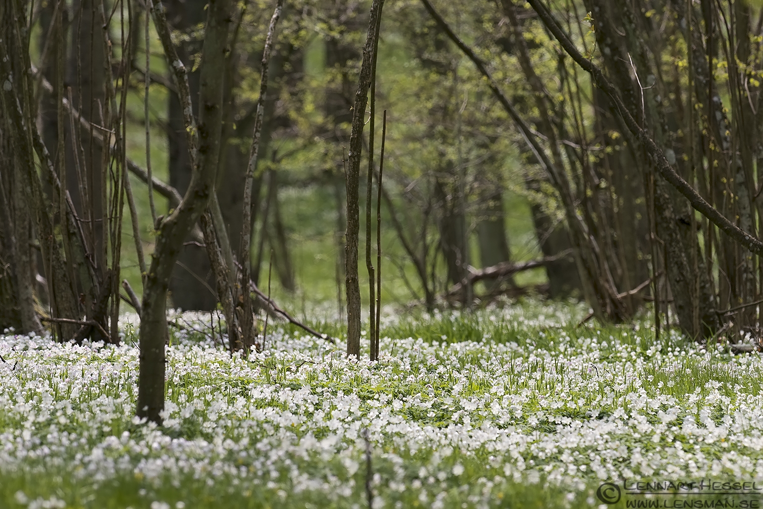 A carpet of Wood Anemone Stenshuvud