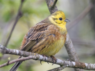 Yellowhammer Stenshuvud